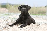 CANE CORSO 566